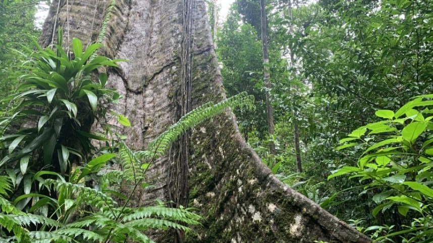 The famous 700 year old Chatanneye Ti-Fey Sloanea caribae tree on the Syndicate Trail - Dominica Nov 2022 © Richard Baines