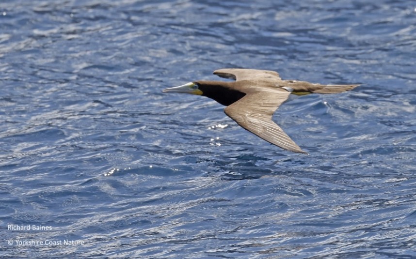 Brown Booby - Dominica Nov 2022 © Richard Baines