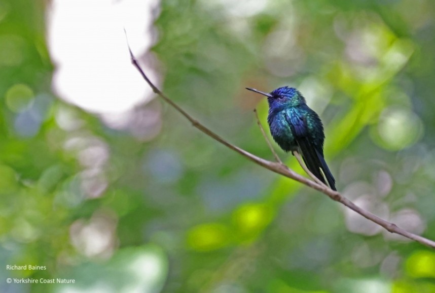 Blue-headed Hummingbird - Dominica Nov 2022 © Richard Baines