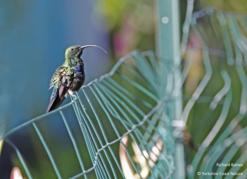 Green-throated Carib - Dominica Nov 2022 © Richard Baines