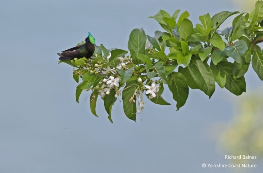 Antillean Crested Hummingbird - Dominica Nov 2022 © Richard Baines