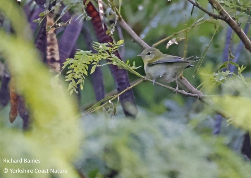Tennessee Warbler - Dominica Nov 2022 © Richard Baines
