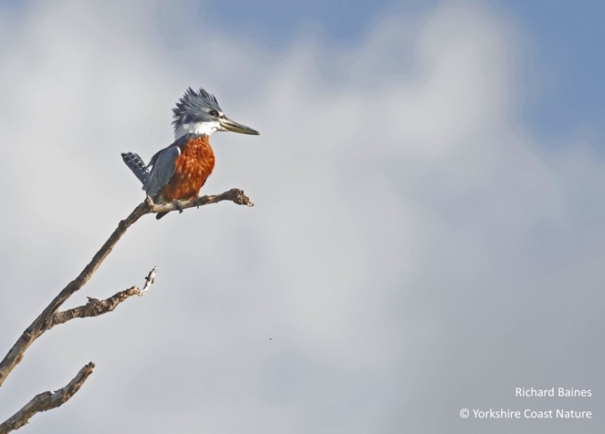 Ringed Kingfisher - Dominica Nov 2022 © Richard Baines