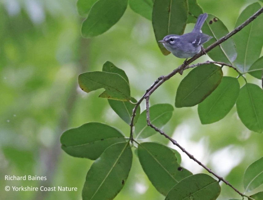 Plumbeous Warbler - Dominica Nov 2022 © Richard Baines