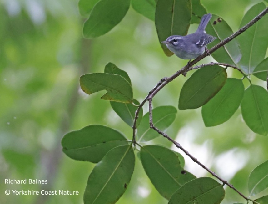  Plumbeous Warbler  - Dominica Nov 2022 © Richard Baines