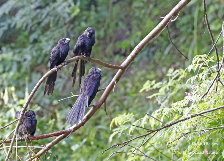Smooth-billed Ani - Dominica Nov 2022 © Richard Baines