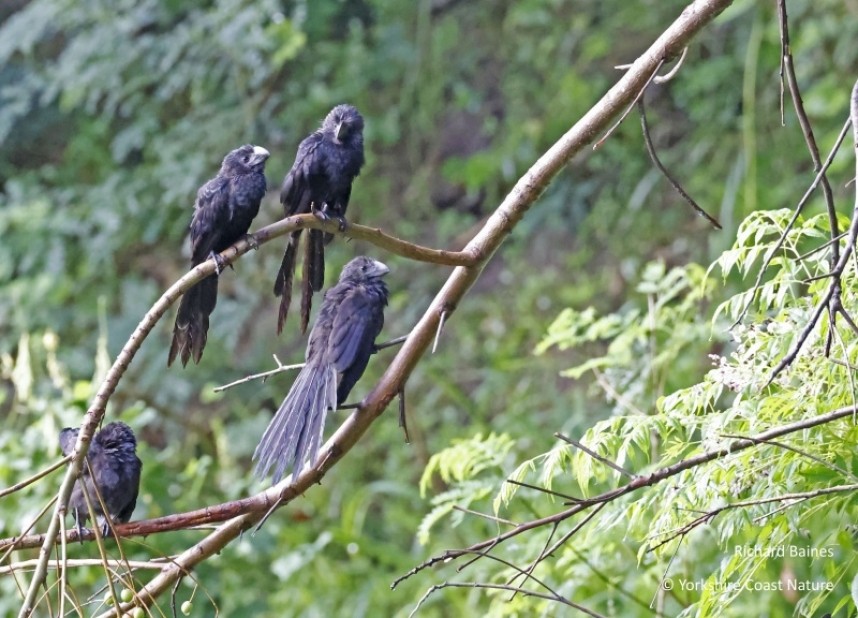  Smooth-billed Ani  - Dominica Nov 2022 © Richard Baines