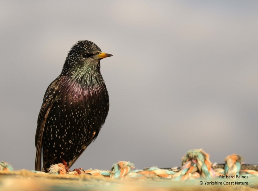 Common Starling © Richard Baines