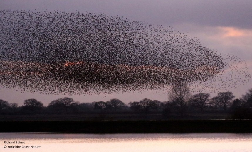 A massive movement across the wetland looking south from Aughton church in 2020 © Richard Baines