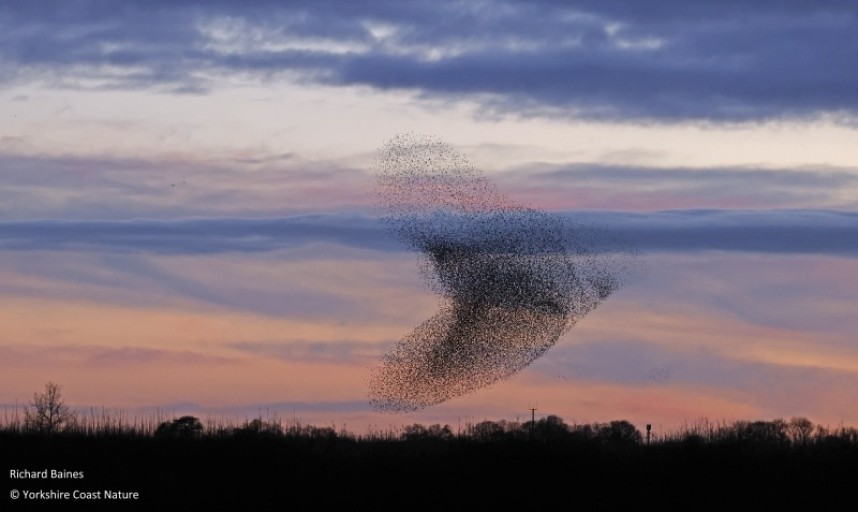 Tightening up before roost © Richard Baines