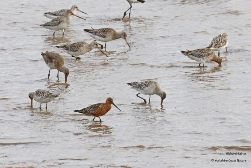 Bar-tailed Godwits and one Black-tailed Godwit on the Humber 25 April 2023 © Richard Baines