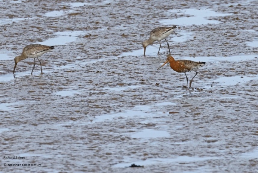 Black-tailed Godwits (males and females)  on the Humber 25 April 2023 © Richard Baines