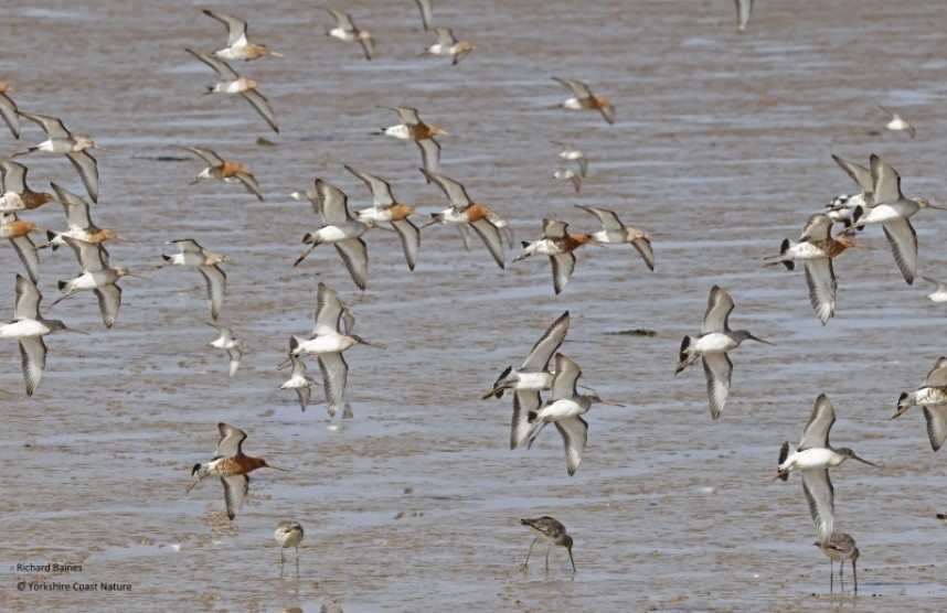 Black-tailed Godwits (males and females)  on the Humber 25 April 2023 © Richard Baines