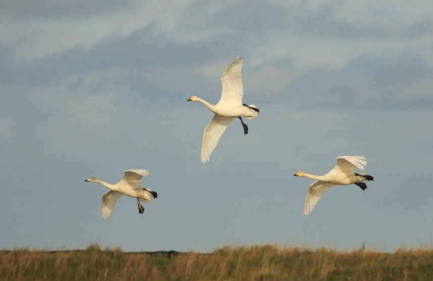  Whooper Swans at Kilnsea Wetlands © Mark Pearson