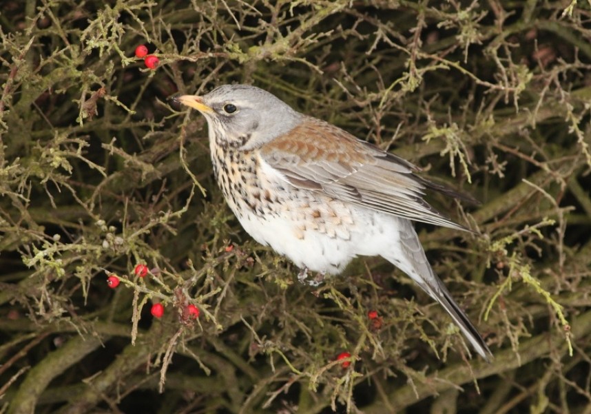  A Fieldfare making the most of its first meal since navigating across the North Sea © Mark Pearson
