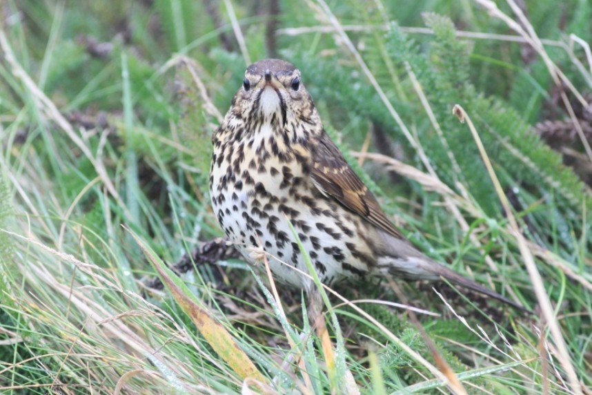  A continental Song Thrush, grounded on the clifftop in an October storm © Mark Pearson