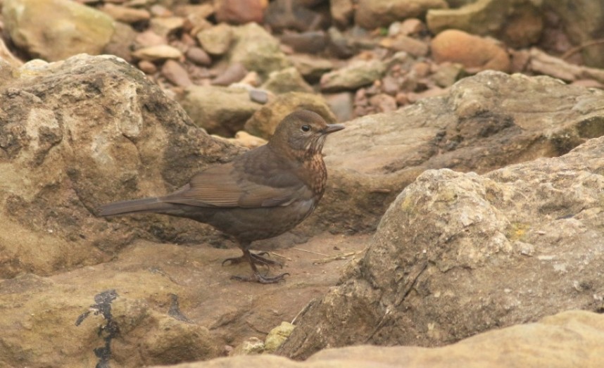  A freshly-arrived Blackbird among the rocks on Filey Brigg © Mark Pearson