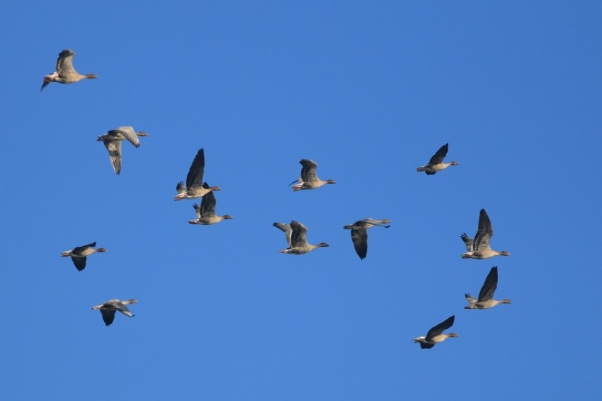  Pink-footed Geese © Mark Pearson