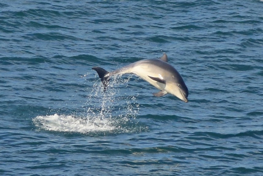  Bottle-nosed Dolphin © Mark Pearson