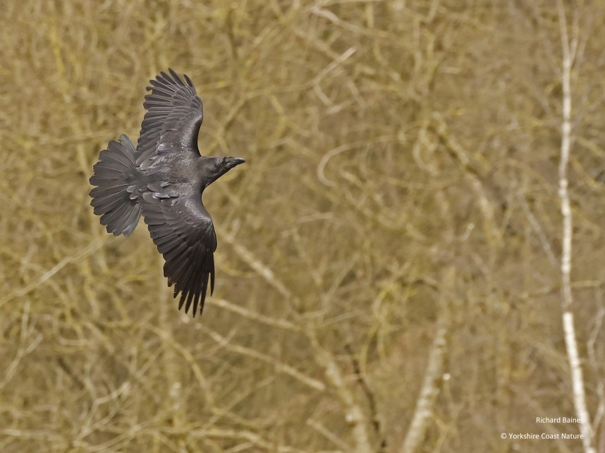  Northern Raven at Sutton Bank - North Yorkshire - 4 April 2024 © Richard Baines 