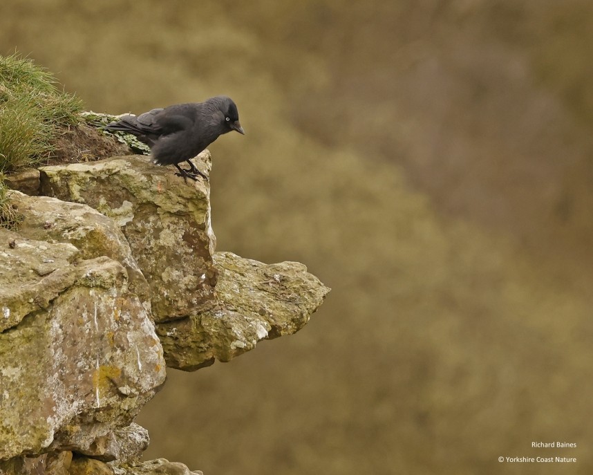  Western Jackdaw at Sutton Bank - North Yorkshire - 4 April 2024 © Richard Baines 