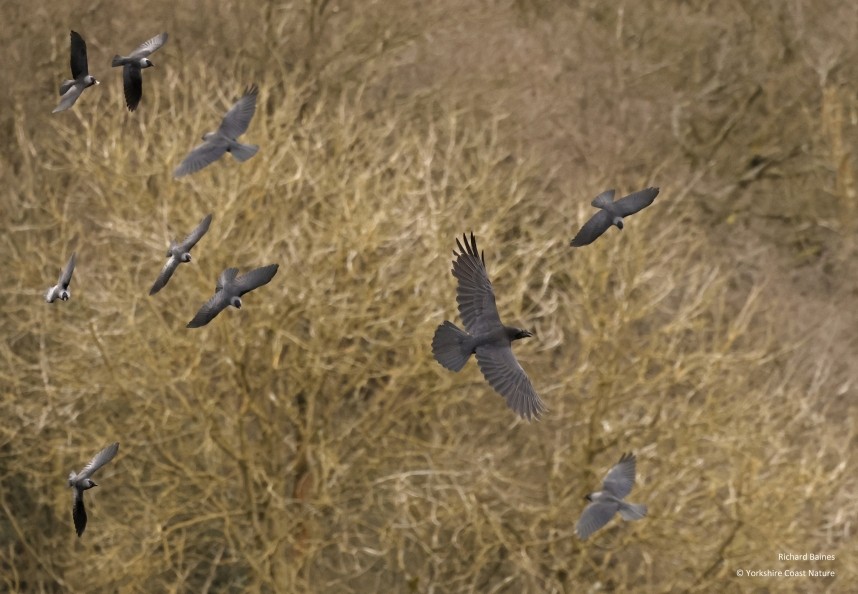  Western Jackdaws and Northern Raven at Sutton Bank - North Yorkshire - 4 April 2024 © Richard Baines 