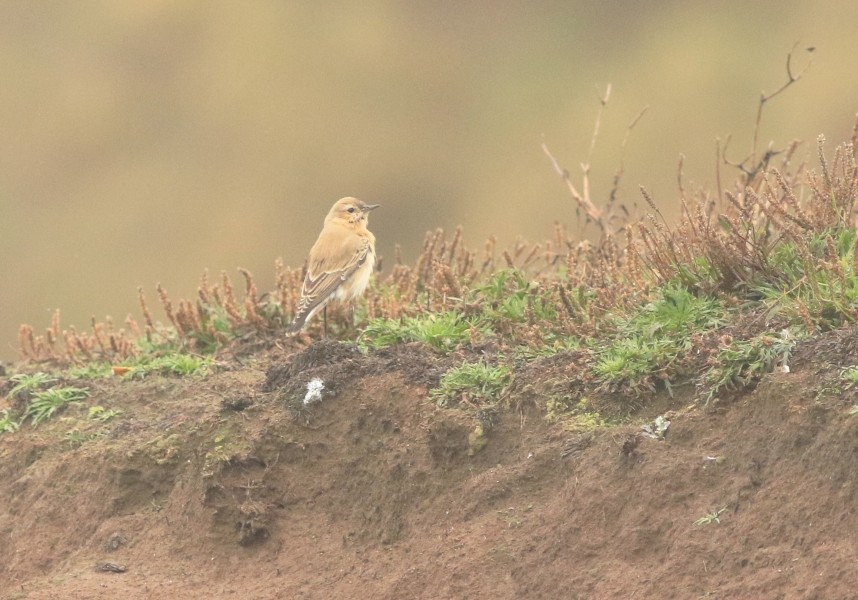  A pale, wet Wheatear, in easterlies, at the end of October © Mark Pearson 