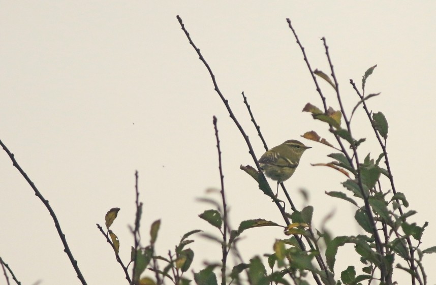  One of three Yellow-browed Warblers to arrive in Gristhorpe Bay hedge, early afternoon of the 8th © Mark Pearson 