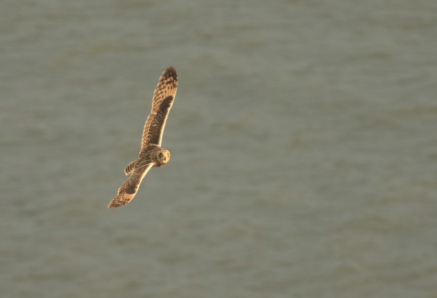  Short-eared Owl arriving in off at Carr Naze © Mark Pearson 