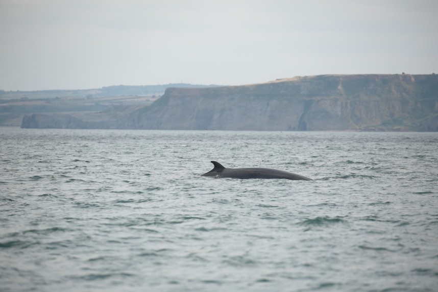  Minke Whale - Staithes North Yorkshire © Richard Baines