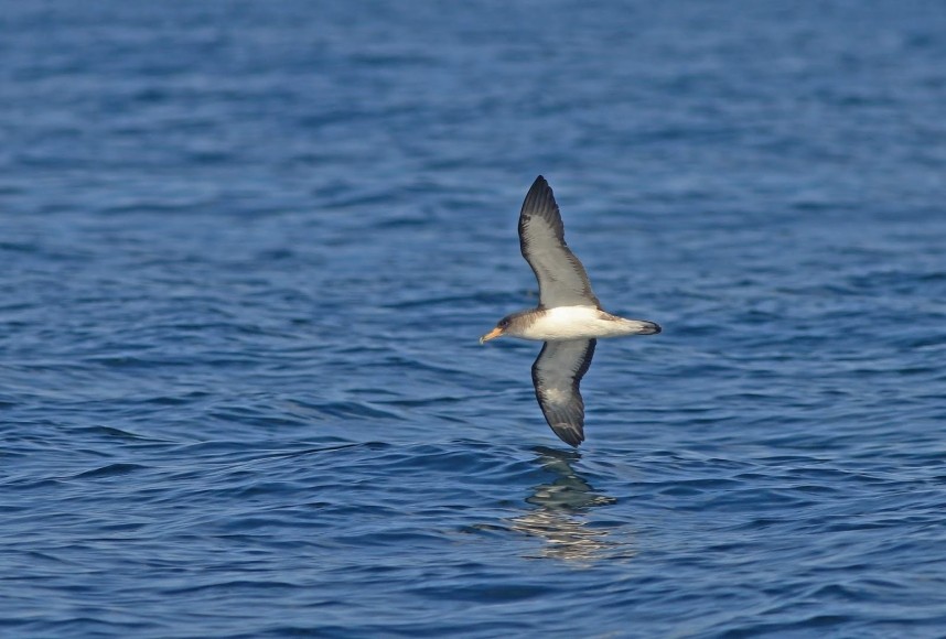  Cory's Shearwater - Staithes North Yorkshire - 30 August 2019 © Mark Pearson