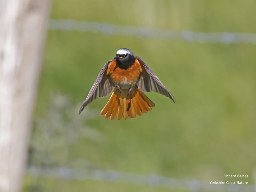 Redstart (male) hovers over the nettle bed. Farndale North Yorkshire © Richard Baines