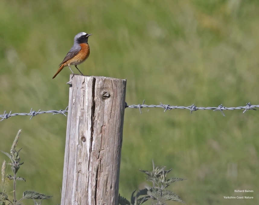 Redstart (male) Farndale North Yorkshire © Richard Baines