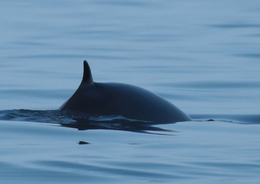  Minke Whale from our seabird and whale boat trip 2019 © Richard Baines