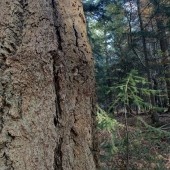 Encounters with Spruce trees and Change