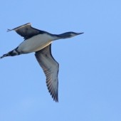Divers-ity on the Yorkshire coast