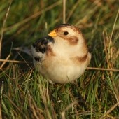 Where to Winter Wander – Bempton Cliffs