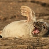 Where To Winter Wander - Filey Brigg