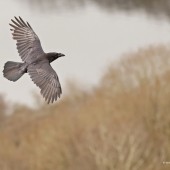 Ravens and Jackdaws at Sutton Bank - North Yorkshire