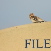 Migration Madness on the Yorkshire Coast