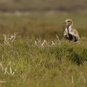 Birding The Cleveland Way – Lordstones to Battersby Moor