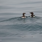 Razorbills on the Rise