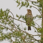 The Nightingale of the North