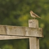 My Favourite Yorkshire Birding Day 2025 - Margaret Boyd
