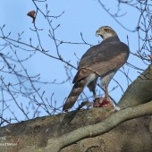 Goshawks of Berlin 2026 - YCN Trip Report