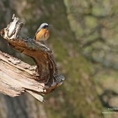 Firetail Safaris 2026 - A Magical Start