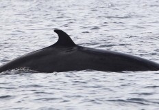 Seabirds And Whales Five Hour Trips Gift Voucher