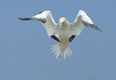 Birds In Flight Photography Workshop Gift Voucher
