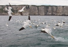 Diving Gannet Photography Experience Gift Voucher