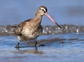 Bar-tailed Godwit - Steve Race ©